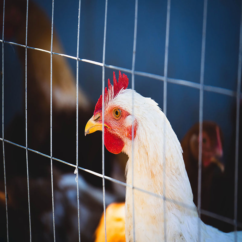 Galvanized Hardware Cloth, Chicken Wire Fence Roll For Garden And Animal Enclosures - Silver